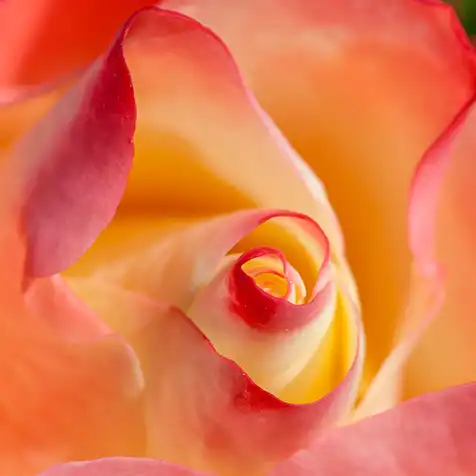 Trandafiri online - Alb - Roșu - trandafir pentru straturi Floribunda - trandafir cu parfum discret -  - Michèle Meilland Richardier - ,-